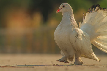 pigeon on a white background