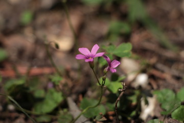 Fototapeta premium Flores