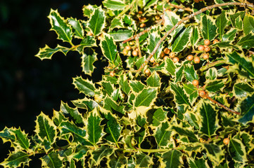 Christmas holly ilex aquifolium Argentea Marginata with pink berries on a blurry dark background. Selective focus. Graceful fringed leaves awaiting the New Year. Nature concept for design. Crimea.