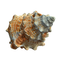 3D Rendering Sea Shell on White
