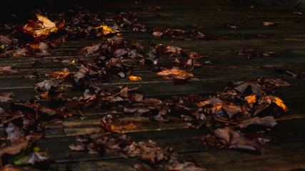 Wet autumn leaves laying on the ground. Dark moody colors.