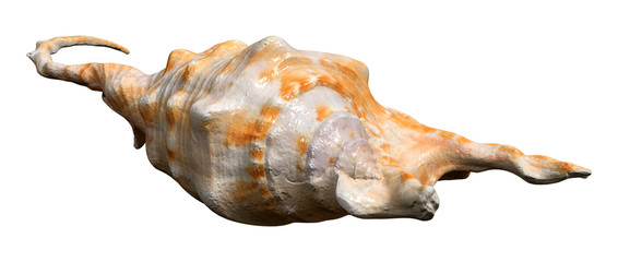 3D Rendering Sea Shell on White