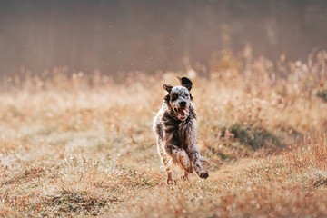 Fototapeta premium english setter joyfully runs along the summer field