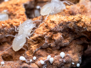 Termites are social creatures that damage people 's wooden houses because they eat wood