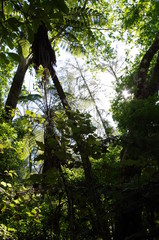 Redwood Forest Neuseeland