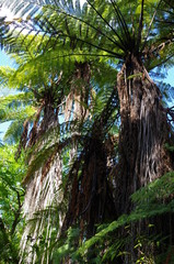 Obraz premium Redwood Forest Neuseeland