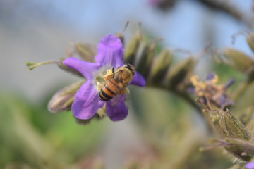 beautiful bee on flower extracting pollen