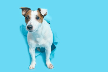 Jack Russell Terrier breaks through the blue paper, peeps out of the hole. Empty space for text. The dog Isolated on a Blue Background.