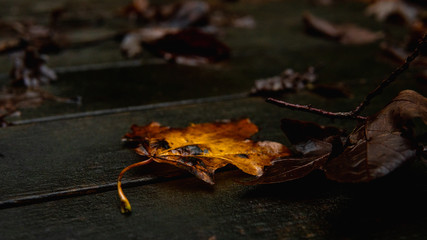 Yellow maple autumn leave. Shining color. Close up photo outdoors.