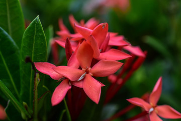 Fototapeta na wymiar red ixora flower plant in the garden macro shooter,valentine card