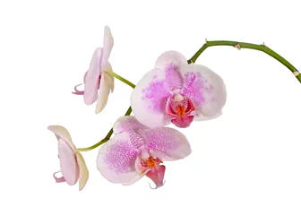 Fotobehang Orchidee Mooie roze orchidee geïsoleerd op een witte achtergrond
