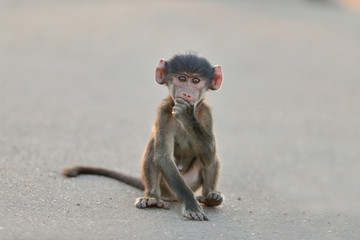 Baby baboon, baby monkey in the wilderness of Africa