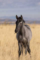 Wild Horse in Autumn in the Utah Desert