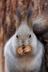 Naklejka na ściany i meble Eurasian red squirrel (Sciurus vulgaris) closeup portrait. The red squirrel or Eurasian red squirrel (Sciurus vulgaris). 