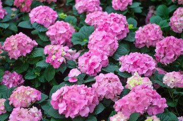Hydrangea pink bloom beautifully in the garden.