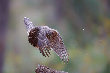 Northern goshawk juvenile jumping in the forest in the South of the Netherlands