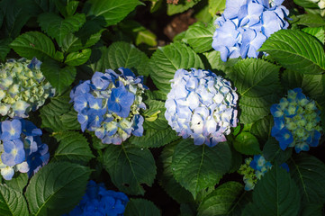 Hydrangea blue bloom beautifully in the garden. © Rutsada