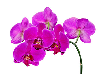 Obraz na płótnie Canvas Beautiful purple orchid isolated on a white background