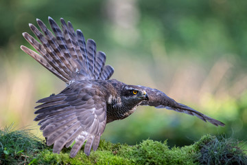 Northern goshawk adult in the forest in the South of the Netherlands