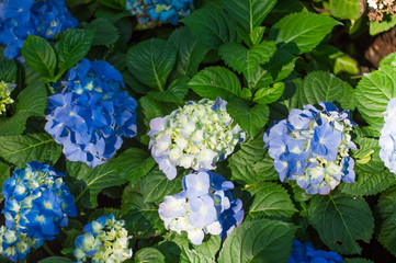 Hydrangea blue bloom beautifully in the garden. © Rutsada