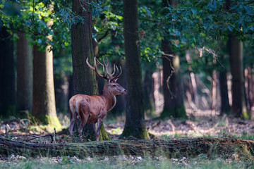 Red deer stag in the forest in National Park Hoge Veluwe in the Netherlands