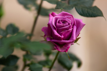 Beautiful Purple rose in the garden