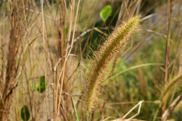 Grass flowers in the garden  of vintage garden ,peaceful environment 