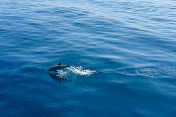 A Dolphin jumping in the the blue sea near Similan Islands National Park, Phang Nga Province, Thailand, Asia.