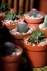 Pink flowering cactus in a pot