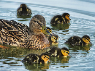 Female mallard duck (Anas platyrhynchos) swimming with young ducklings