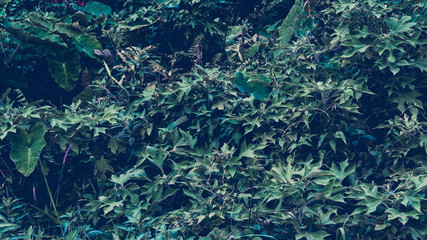 Fototapeta na wymiar Tropical leaves background. Natural texture wallpaper. Cinematic look of nature.