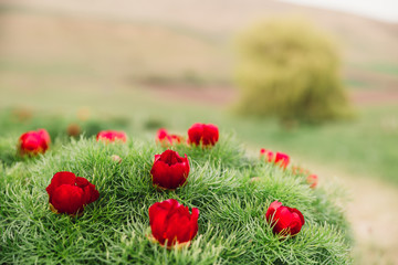 Beautiful landscape with steppe peonies. Unique place in Europe. The only place where these flowers...