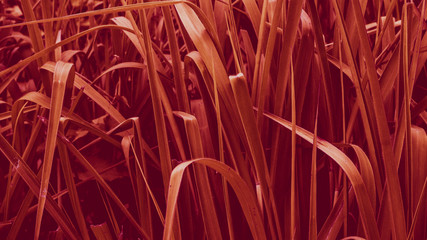 Tropical leaves background. Natural texture wallpaper. Cinematic look of nature.