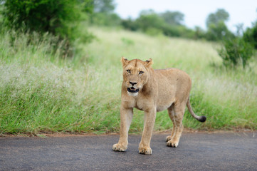 Lioness in the wilderness of Africa, female lion