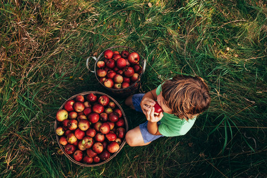 Overhead view of a Boy sitting in an orchard eating an apple, USA