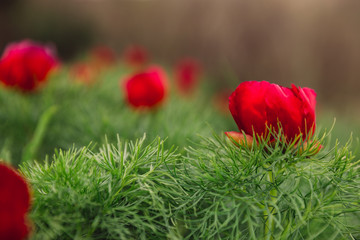 Beautiful landscape with steppe peonies. Unique place in Europe. The only place where these flowers grow is in Transylvania, Romania. 