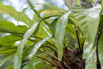 Green fern leaves background