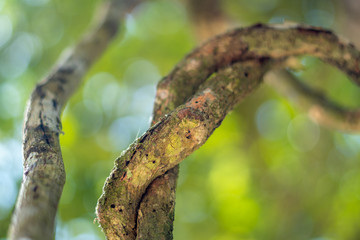 wooden vine background