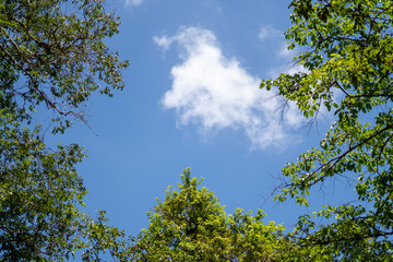 Blue sky with a white cloud and a branch of green tree background