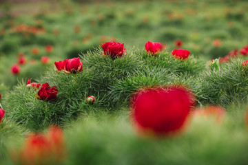 Beautiful landscape with steppe peonies. Unique place in Europe. The only place where these flowers...