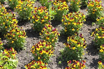 Pansies flowers.