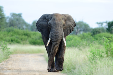 Fototapeta na wymiar Elephant in the wilderness of Africa