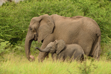 Naklejka premium Elephant in the wilderness of Africa
