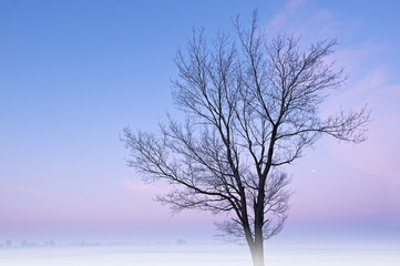 Foggy winter landscape at dawn of bare trees and full moon in a rural setting, Michigan, USA