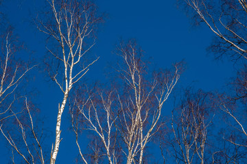 White and winding trunks of birch trees without leaves against a blue sky.
