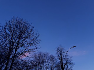 tree in the sky - Oslo 