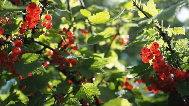 Fresh bunch of ripe red currants (Ribes rubrum) on bush growing in homemade garden. Shallow depth of field and blurred background. Illuminated by sunlight. Close-up. HD VIDEO