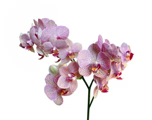 Poster Im Rahmen Beautiful pink orchid isolated on a white background © FloralShot