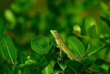 Tree lizard or chameleon on tip of tree