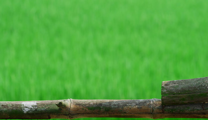 Bamboo stick,closed up,part of fence at farm area